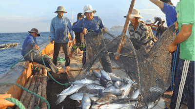 Fishermen collect tuna caught by trawl nets in Nha Trang Bay, Vietnam, May 2012.