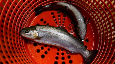 Trout, approximately 12-months old, are checked of size at a trout farm in Seymour, Ind., June 29, 2022.
