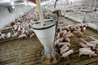Hogs feed in a pen on the Gary Sovereign farm, Lawler, Iowa, Oct. 31, 2018.