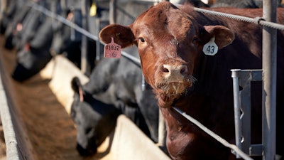 In this June 10, 2020 file photo, cattle occupy a feedlot in Columbus, Neb. The nation's largest food distributor has joined the other businesses accusing the four largest meat processors of working together to inflate beef prices. Sysco recently filed a federal lawsuit in Texas accusing Tyson Foods, JBS, Cargill and National Beef of price fixing.
