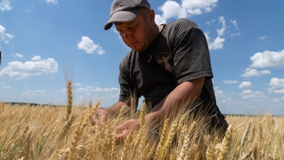 Farmer Andriy Zubko checks the wheat crop in the Donetsk region, Ukraine, June 21, 2022.