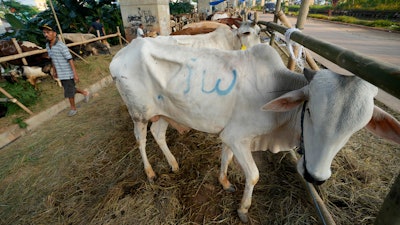 A man walks past cows he sells ahead of the Eid al-Adha holiday, Jakarta, July 8, 2022.