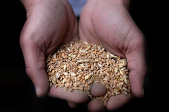 A worker holds a handful of wheat at Modern Mills of Lebanon, Beirut, April 12, 2022.