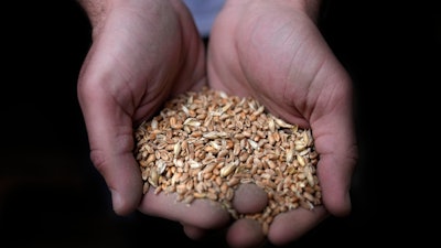 A worker holds a handful of wheat at Modern Mills of Lebanon, Beirut, April 12, 2022.