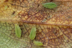 Potato aphid.