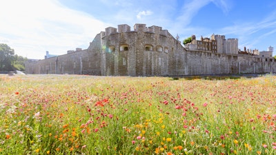 Superbloom attraction at the Tower of London, July 18, 2022.