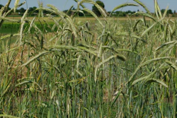 Domesticated rye grown in Halle (Saale), Germany.