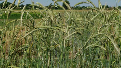 Domesticated rye grown in Halle (Saale), Germany.