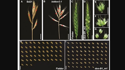 A-B: Brachypodium distachyon wild type (A) with four spikelets on the main spike; mutant (B) with eight spikelets. C-G show the role of this gene in wheat.