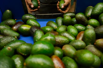 A worker selects avocados at a packing plant in Uruapan, Mexico, Wednesday, Feb. 16, 2022.