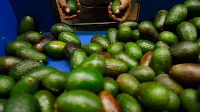 A worker selects avocados at a packing plant in Uruapan, Mexico, Wednesday, Feb. 16, 2022.