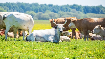 Cows in a field in Lonjsko Polje, Croatia.