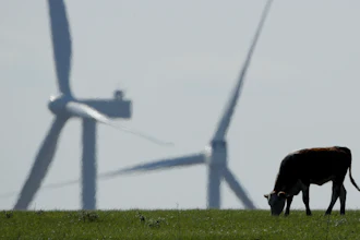 A cow grazes in a pasture near Reading, Kan., with wind turbines in the distance, April 27, 2020.