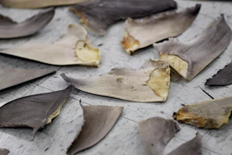 Confiscated shark fins are shown during a news conference in Doral, Fla., Feb. 6, 2020.