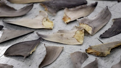 Confiscated shark fins are shown during a news conference in Doral, Fla., Feb. 6, 2020.