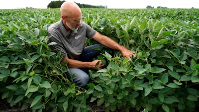 Jeff O'Connor checks soybeans at his farm, Kankakee, Ill., Aug. 4, 2022.