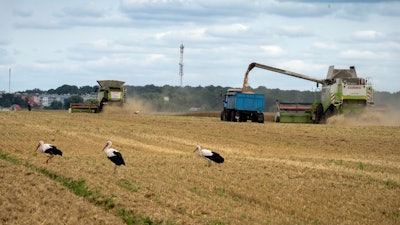 Storks walk in front of harvesters in a wheat field in Zghurivka, Ukraine, Aug. 9, 2022.