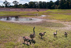 Geese graze on weeds growing through cracked soil on what would usually be on the bottom of the Hoppin Hill Reservoir, North Attleboro, Mass., Aug. 3, 2022.