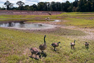 Geese graze on weeds growing through cracked soil on what would usually be on the bottom of the Hoppin Hill Reservoir, North Attleboro, Mass., Aug. 3, 2022.