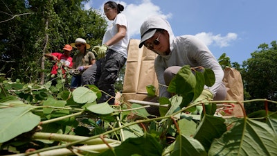 Fin Jones and Jessica Tran remove invasive plant species at the Wampanoag Common Lands project, Kingston, Mass., Aug. 2, 2022.