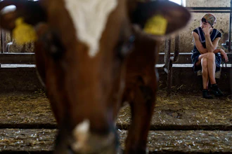 Halyna Borysenko waits to milk cows at the KramAgroSvit dairy farm in Dmytrivka, Ukraine, Aug. 10, 2022.