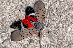 A Spotted Lanternfly, Long Branch, N.J., Aug. 7, 2022.