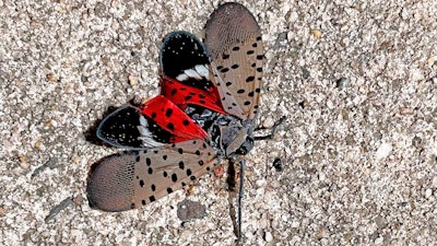 A Spotted Lanternfly, Long Branch, N.J., Aug. 7, 2022.