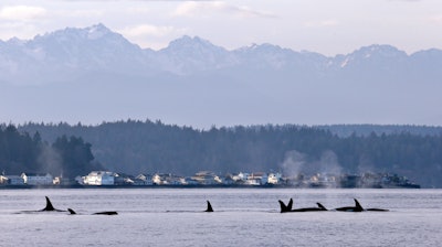 Endangered orcas in Puget Sound west of Seattle, Jan. 18, 2014.