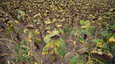 Wilted sunflowers in a field near Conoplja, Serbia, Aug. 9, 2022.