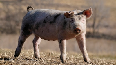A hog on a farm near Elliott, Iowa, Dec. 2, 2021.