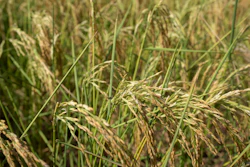 Rice plants in a farm field, Mu'er, China, Aug. 21, 2022.