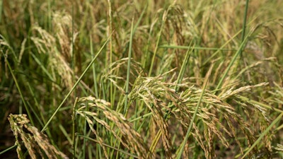 Rice plants in a farm field, Mu'er, China, Aug. 21, 2022.