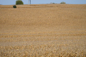 Fields of corn on a farm near Garretson, S.D., Oct. 8, 2021.