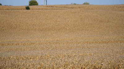 Fields of corn on a farm near Garretson, S.D., Oct. 8, 2021.