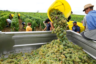 Workers collect white grapes of sauvignon in the Grand Cru Classe de Graves of the Château Carbonnieux, Pessac Leognan, France, Aug. 23, 2022.
