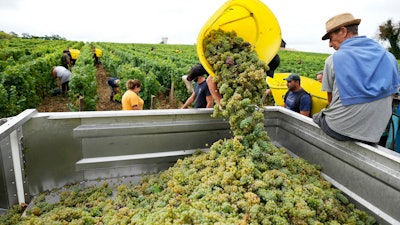 Workers collect white grapes of sauvignon in the Grand Cru Classe de Graves of the Château Carbonnieux, Pessac Leognan, France, Aug. 23, 2022.