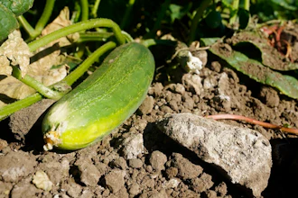 A saltwater stained rock lies next to a cucumber in the field of farmer Bobby Costa near Tracy, Calif., on Thursday, July 21, 2022. He gets water from rivers in the Delta rivers, delivered by an irrigation district through a ditch on his property. This year, the water’s higher salt content is evident, leaving white stains on the dirt in his fields and hurting his cucumber crop.