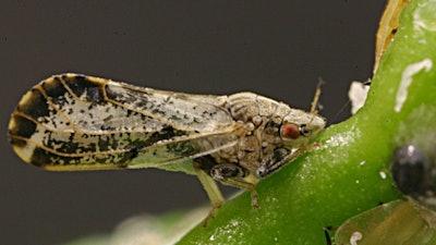 Psyllids, related to those found harboring the new species of Liberibacter.