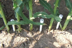 Sensors installed in a corn field.