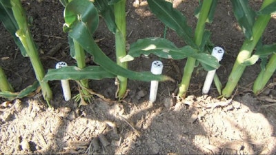 Sensors installed in a corn field.