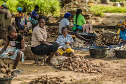 Cassava processing at the Ajara farm settlement, Badagry, Nigeria.