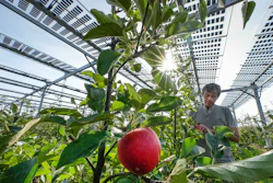 Researcher Juergen Zimmer checks apples under solar panels installed over an organic orchard in Gelsdorf, Germany, Aug. 30, 2022.
