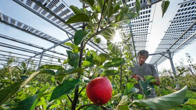 Researcher Juergen Zimmer checks apples under solar panels installed over an organic orchard in Gelsdorf, Germany, Aug. 30, 2022.