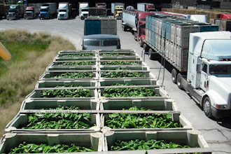 A truckload of green chiles at the port of entry at Columbus, N.M., in 2021.