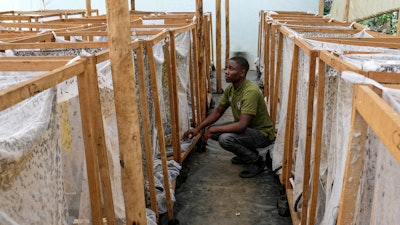 Muhammad Magezi, of agricultural exporter Enimiro, checks on cages holding black soldier flies, Kangulumira, Uganda, Sept. 5, 2022.