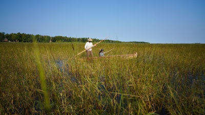 Nate Johnson and Kendra Haugen harvest rice in Steamboat Bay on Leech Lake, Minn., Sept. 12, 2022.