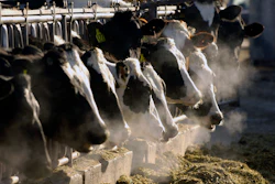 Holstein dairy cows feed through a fence outside Jerome, Idaho, March 11, 2009.