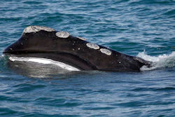 A North Atlantic right whale off the coast of Plymouth, Mass., March 28, 2018.
