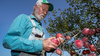 George Naylor looks over organic apples grown on his farm near Churdan, Iowa, Sept. 13, 2022.