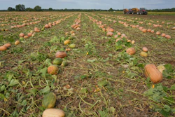 Pumpkins in a field on Bill Sahs' farm, Atlanta, Ill., Sept. 12, 2022.